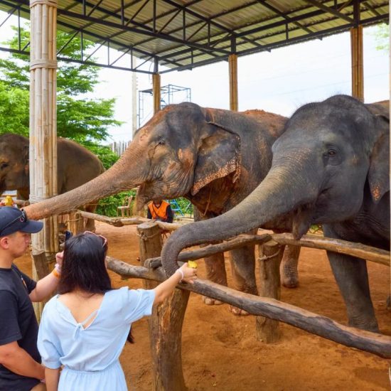 Elephant Jungle Sanctuary